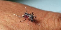 Focos positivos para o Aedes Aegypti são encontrados com frequencia em Guanhães