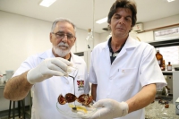 Pesquisadores da Universidade Federal de Viçosa criam pomada à base de urucum para cicatrização de lesões profundas na pele