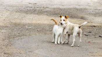 04 DE ABRIL: Hoje é o Dia Mundial dos Animais de Rua