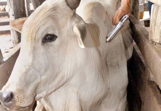 ATENÇÃO PRODUTORES DE GUANHÃES: Vacinação do gado contra febre aftosa começa nesta quarta