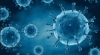 Covid-19: anticorpos podem durar até 12 meses após infecção