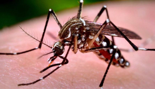 Aedes aegypti faz 33 vítimas por hora em Minas