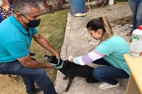 Guanhães está entre os municípios mineiros selecionados para programa de instalação de microchips em cães e gatos