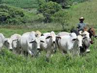 Feira do agronegócio do Jequitinhonha acontece em Capelinha