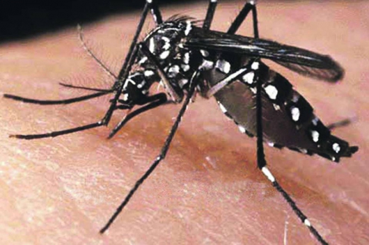 Combate ao Aedes Aegytpti: Prefeitura de Sabinópolis realiza em dezembro mutirão de limpeza