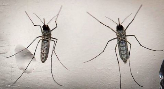 Antibiótico impede infecção por zika, mas ainda não se sabe ao certo como