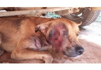 Polícia Ambiental resgata cão vítima de barbárie em Santana do Paraíso