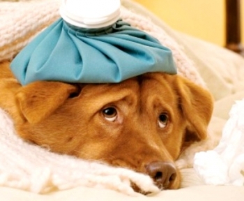 Baixas temperaturas: veterinário dá dicas para cuidar do seu bichinho de estimação