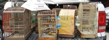 Operação ‘Chica da Silva’ apreende aves ameaçadas de extinção em Serro e Diamantina