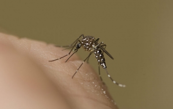 Morte de professor em Nova Serrana pode ser a primeira causada pela febre chikungunya em Minas