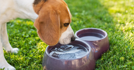 MÁXIMAS ACIMA DOS 30ºC EM GUANHÃES: Dias quentes também exigem cuidados especiais com os pets !