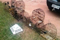 Pol&iacute;cia Ambiental apreende arma de fogo e 47 p&aacute;ssaros em Cantagalo