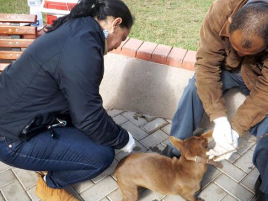 Campanha de Vacinação Antirrábica: 96,13% dos animais são vacinados em Guanhães; meta não foi alcançada