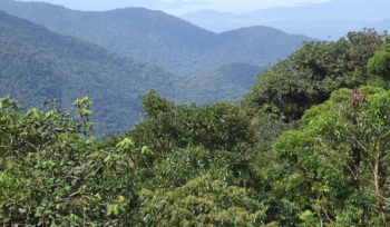 SAÚDE: Composto de planta da Mata Atlântica combate leishmaniose e Chagas