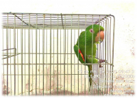 Núcleo de Proteção Ambiental do IFMG recebe e devolve ave que não poderá ser solta