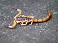 Moradores de Guanhães se assustam com a quantidade de escorpiões na zona urbana da cidade