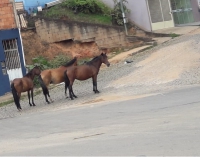 GUANHÃES: Moradores reclamam sobre a quantidade de animais soltos pelas ruas da cidade