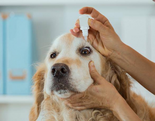 Você sabia que animais também podem ter conjuntivite?