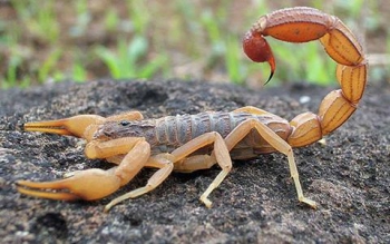 Conceição do Mato Dentro: chuva emite alerta sobre acidentes com escorpiões
