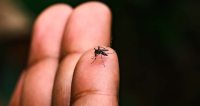 Minas Gerais Registra Aumento de Quase 300% nos Casos de Dengue