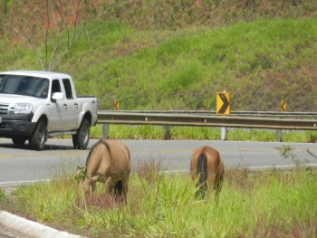 Animais soltos na pista representam perigo a motoristas