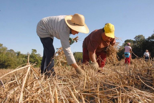 Novo Projeto De Lei: Trabalhador rural poderá ter casa e comida em vez de salário