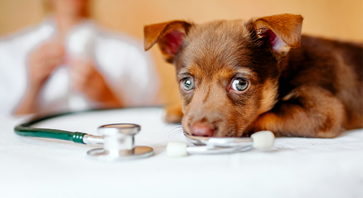 MUNDO PET: Queda nas temperaturas ascende alerta para surto de cinomose em Guanhães; saiba mais sobre a doença e as formas de prevenção