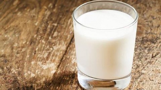 Proteína do leite pode proteger células contra infecção por zika e chikungunya