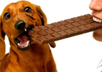 Pets X Páscoa: Chocolate é altamente nocivo para cães e gatos