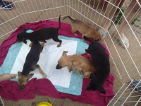 Três filhotes de cães são adotados e um ganha lar temporário em Feira de Adoção da ONG Pets de Rua e Adoção Guanhães