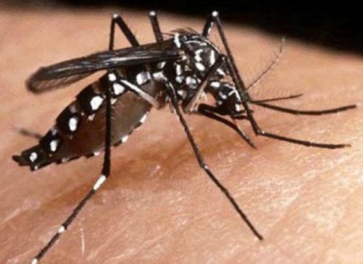 MG tem mais de 56 mil casos prováveis de dengue, e 34 de zika em grávidas
