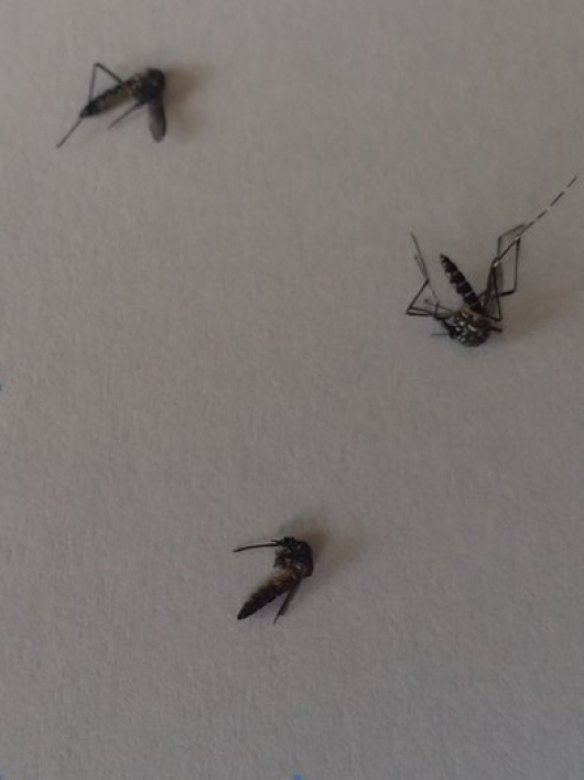 Guanhães: Mosquitos recolhidos por morador do Colina Verde são da espécie Aedes, confirma Vigilância Epidemiológica