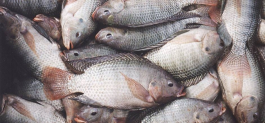 Mercado do peixe: Semana Santa deve impulsionar vendas em Guanhães