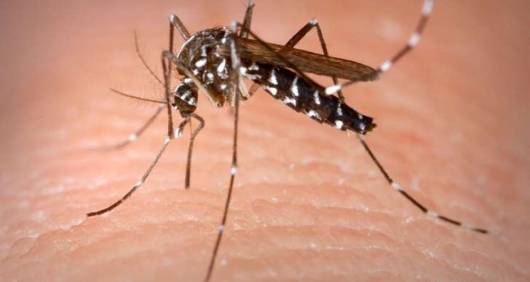 Zika explode, mas combate ainda é lento no Brasil
