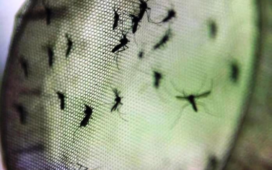 Brasil tem quase 9 mil novos casos de chikungunya em apenas 4 semanas