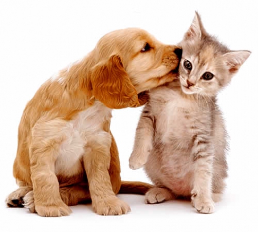 Dia D da Campanha de vacinação anti-rábica destinada a cães e gatos acontece neste sábado em Guanhães