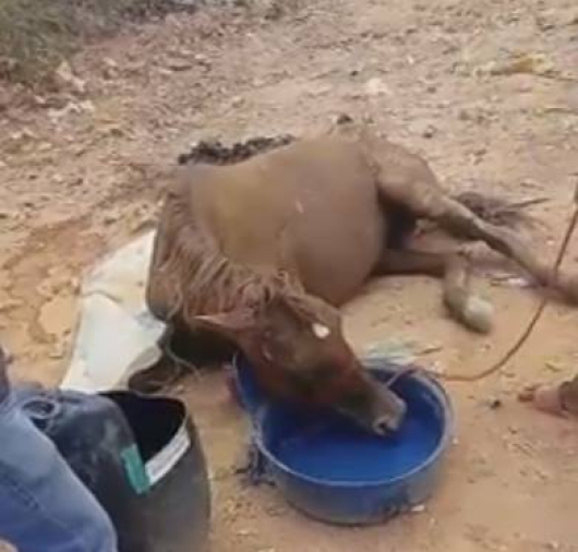 Égua encontrada em estado crítico na sede da ASCAMARG é eutanasiada, após autoridades fazerem contato com proprietário do animal