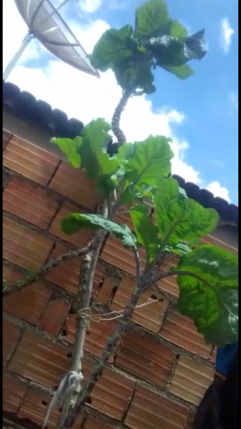 “Verdura gigante”: Guanhanense cultiva pé de couve de quatro metros de altura