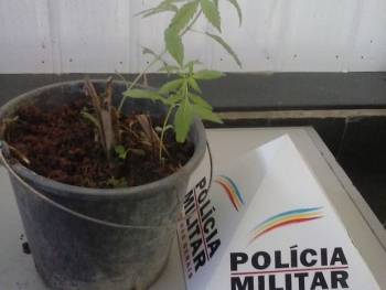 PM procura suspeito de cultivar maconha dentro de casa em Açucena