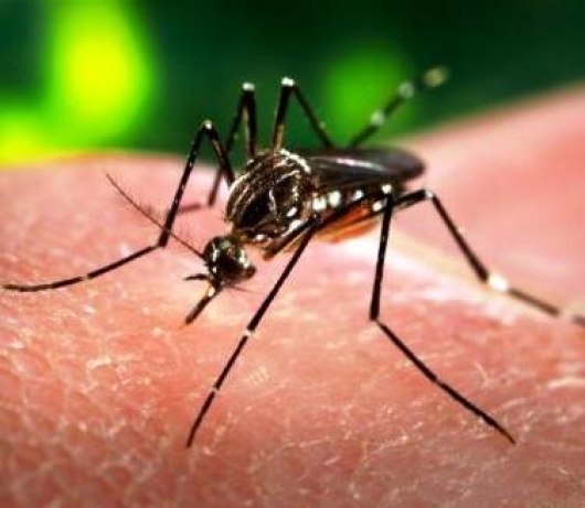 Balanço atualizado em Guanhães: número de casos de dengue sobe para 46