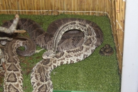 Funed desenvolve toxina a partir do veneno de cobra para tratamento do estrabismo