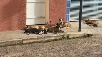 Cidadã reclama de “infestação” de cães no centro da cidade