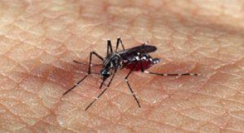 Butantan pede registro de vacina contra dengue para Anvisa