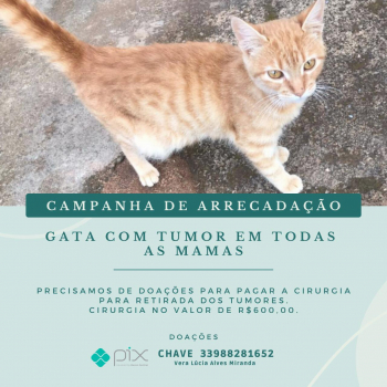 SOLIDARIEDADE PET