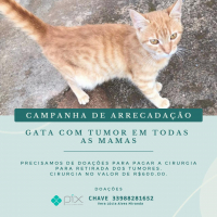 SOLIDARIEDADE PET