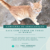 SOLIDARIEDADE PET