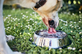 ONDA DE CALOR: Confira cuidados importantes que se deve ter com os PETS nos dias quentes...