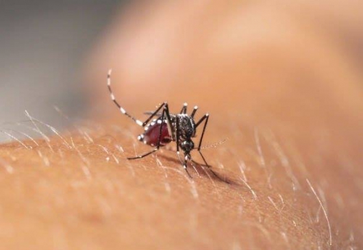 Em apenas 15 dias, Minas registra 67 casos de febre chikungunya