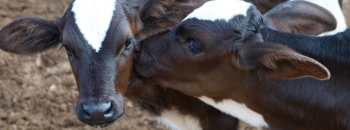 ATENÇÃO PRODUTORES DE GUANHÃES: Vacinação do gado contra febre aftosa já começou!