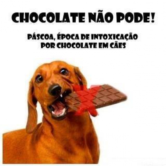 Páscoa chegando, e você que tem pet em casa deve ter Cuidado: chocolate é altamente tóxico para os cães